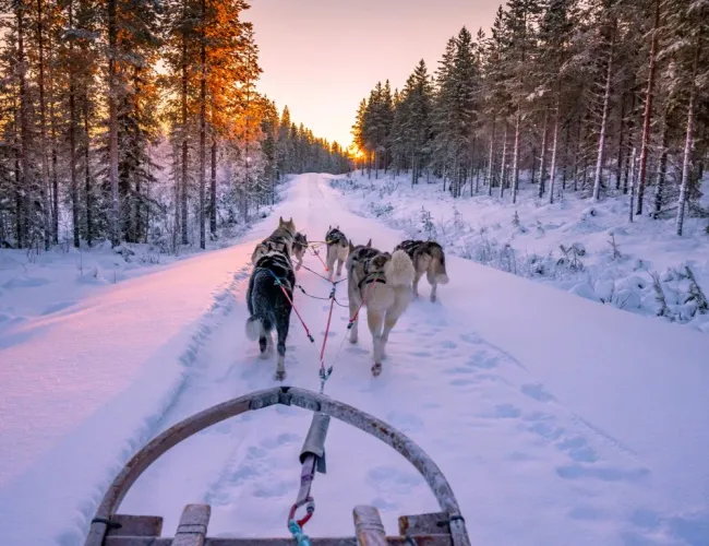 Your Guide to Dog Sledding in Telluride, Colorado