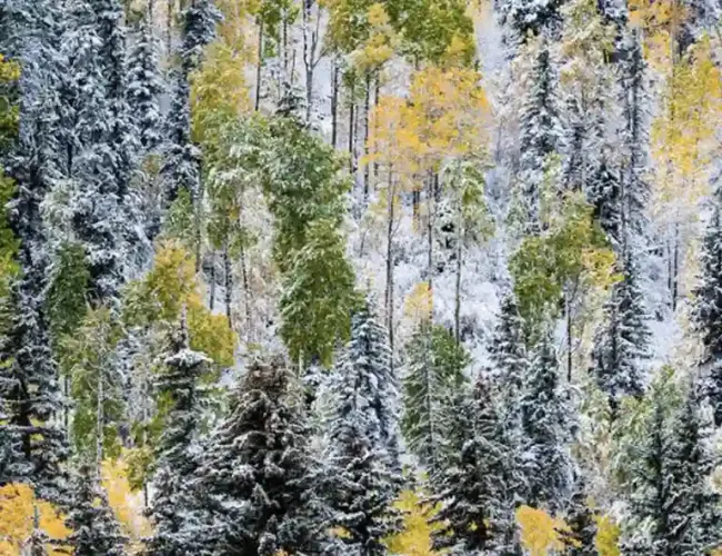 TELLURIDE OR MOUNTAIN VILLAGE?